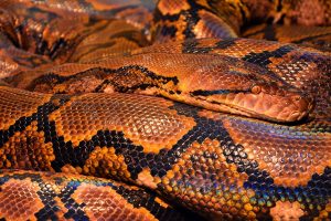 Reptile Snake Wallpaper