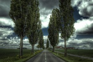 Roadside Trees 4K Wallpaper