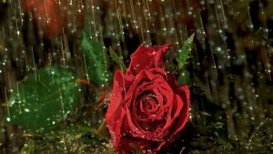 Rose in Rain Wallpaper