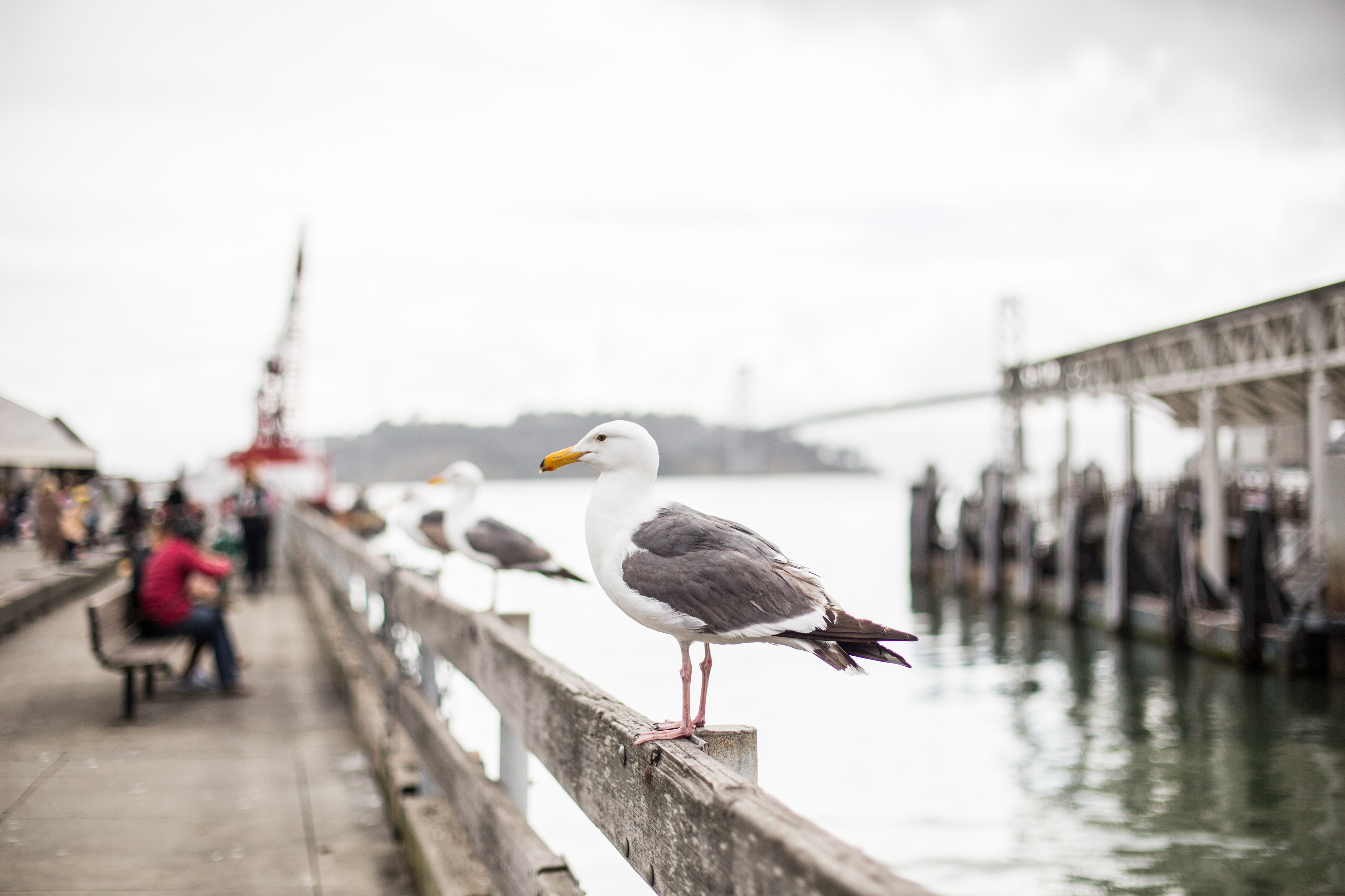 seagull on pier wallpaper 4k background