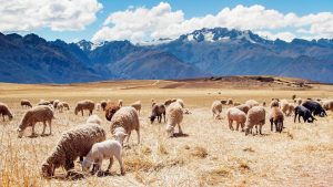 Sheeps In Field Wallpaper Background