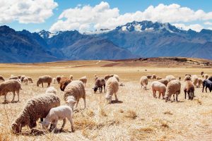 sheeps in field wallpaper background