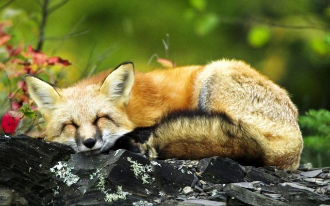 sleeping fox wallpaper background