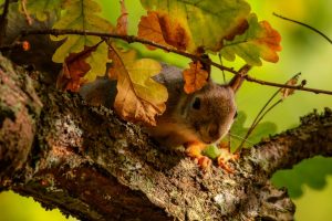 squirrel on tree wallpaper background