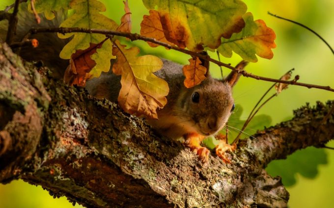squirrel on tree wallpaper background