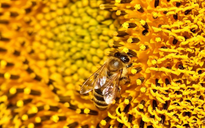 sunflower, bee, 4k, uhd, wallpaper, hd, widescreen