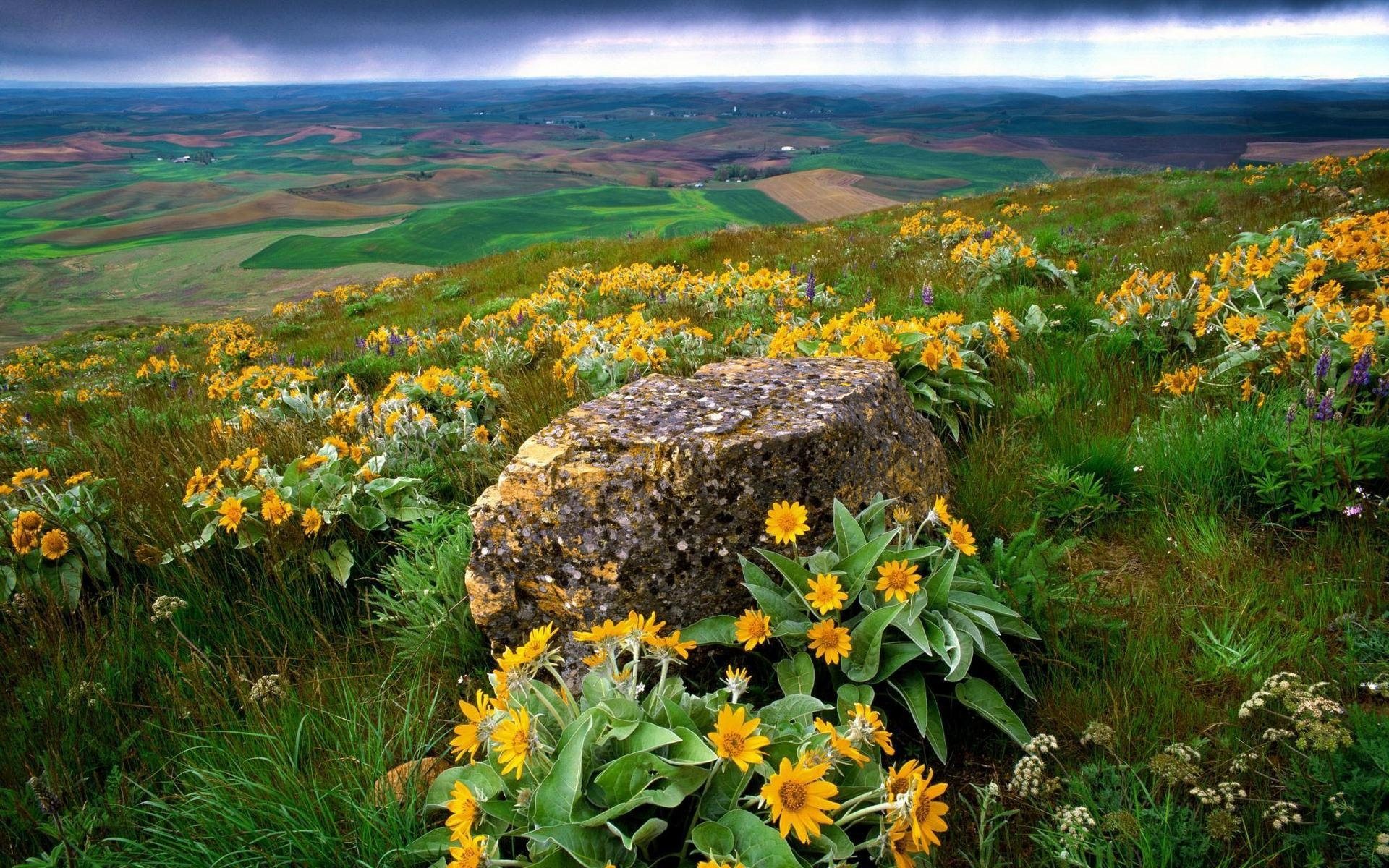 sunflowers on mountain wallpaper background