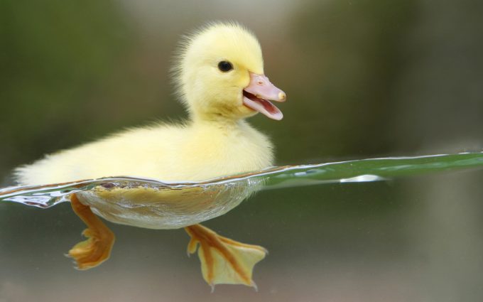 swimming baby duck wallpaper background