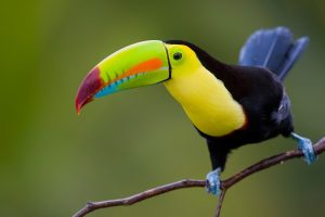 toucan bird wallpaper background