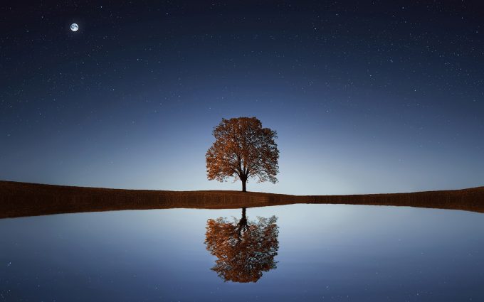 tree reflection wallpaper background