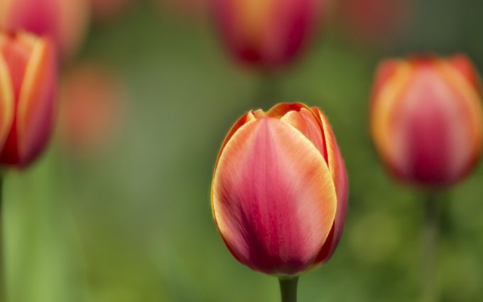 tulip close up wallpaper background