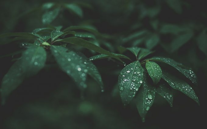 water drops on green leaves wallpaper background
