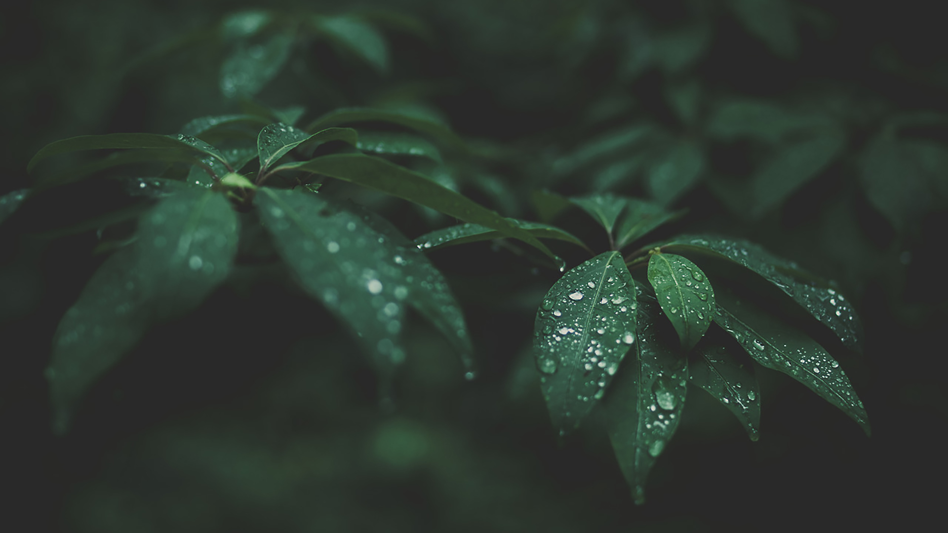 Water Drops on Green Leaves Wallpaper | HD Wallpaper ...
