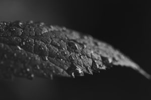 Water Drops on Grey Leaf Wallpaper 4K