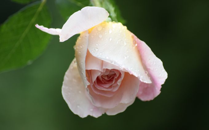 water drops on light pink rose wallpaper background