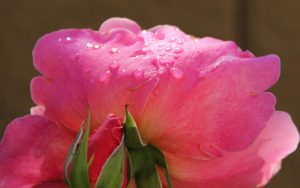 Water Drops on Pink Flower Wallpaper