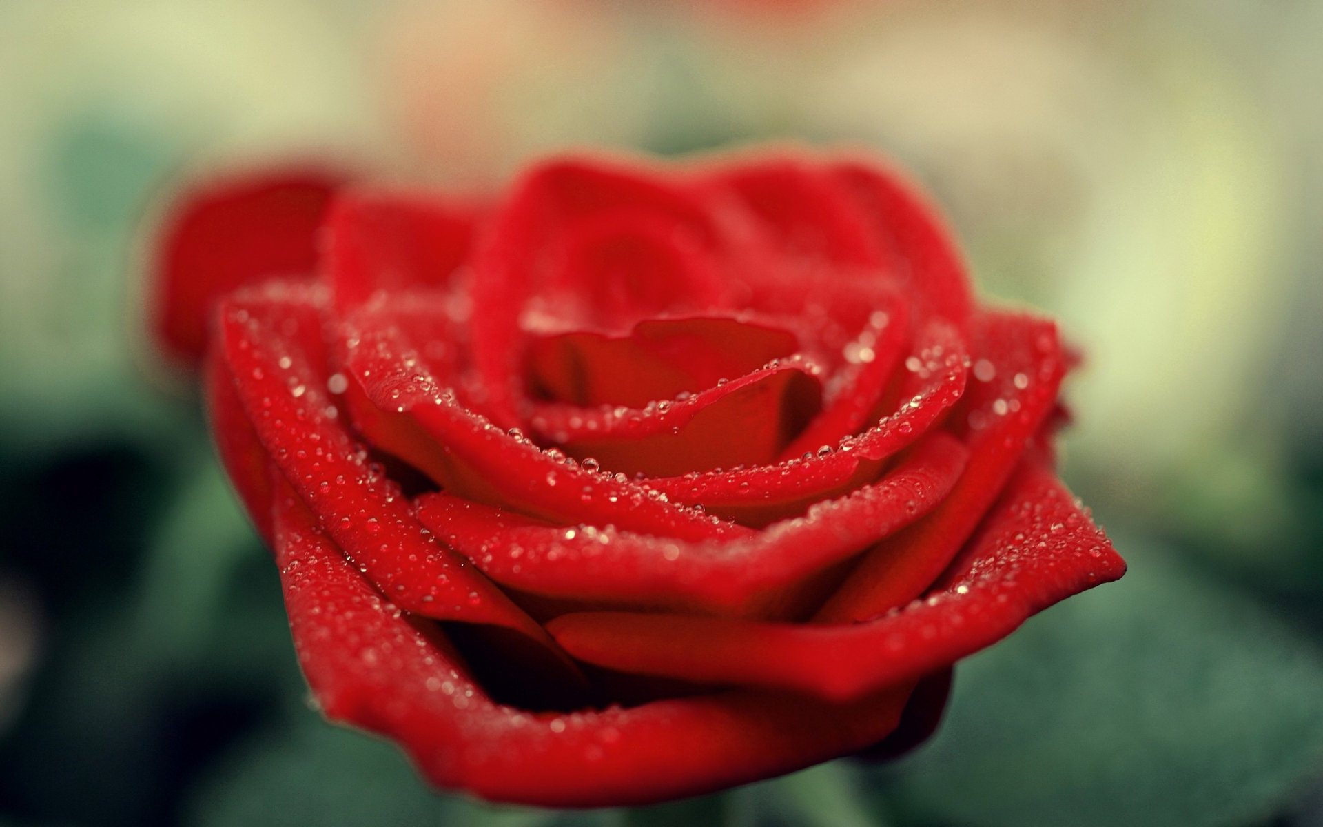 water drops on red rose wallpaper background
