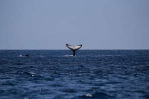 Whale Tail 4K Wallpaper Background