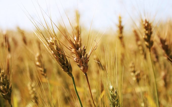 wheat close up wallpaper background