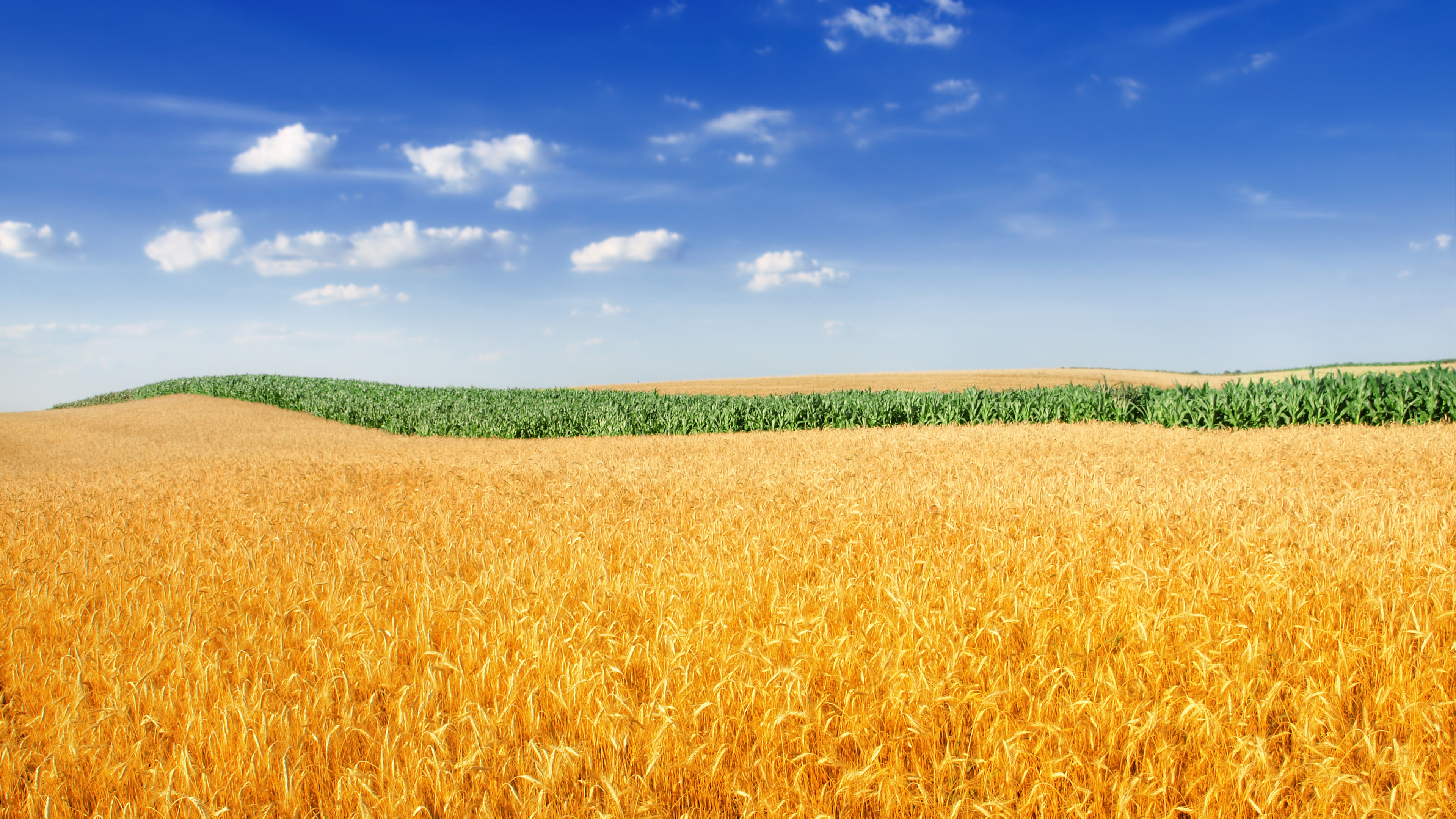 wheat field wallpaper 4k background 2