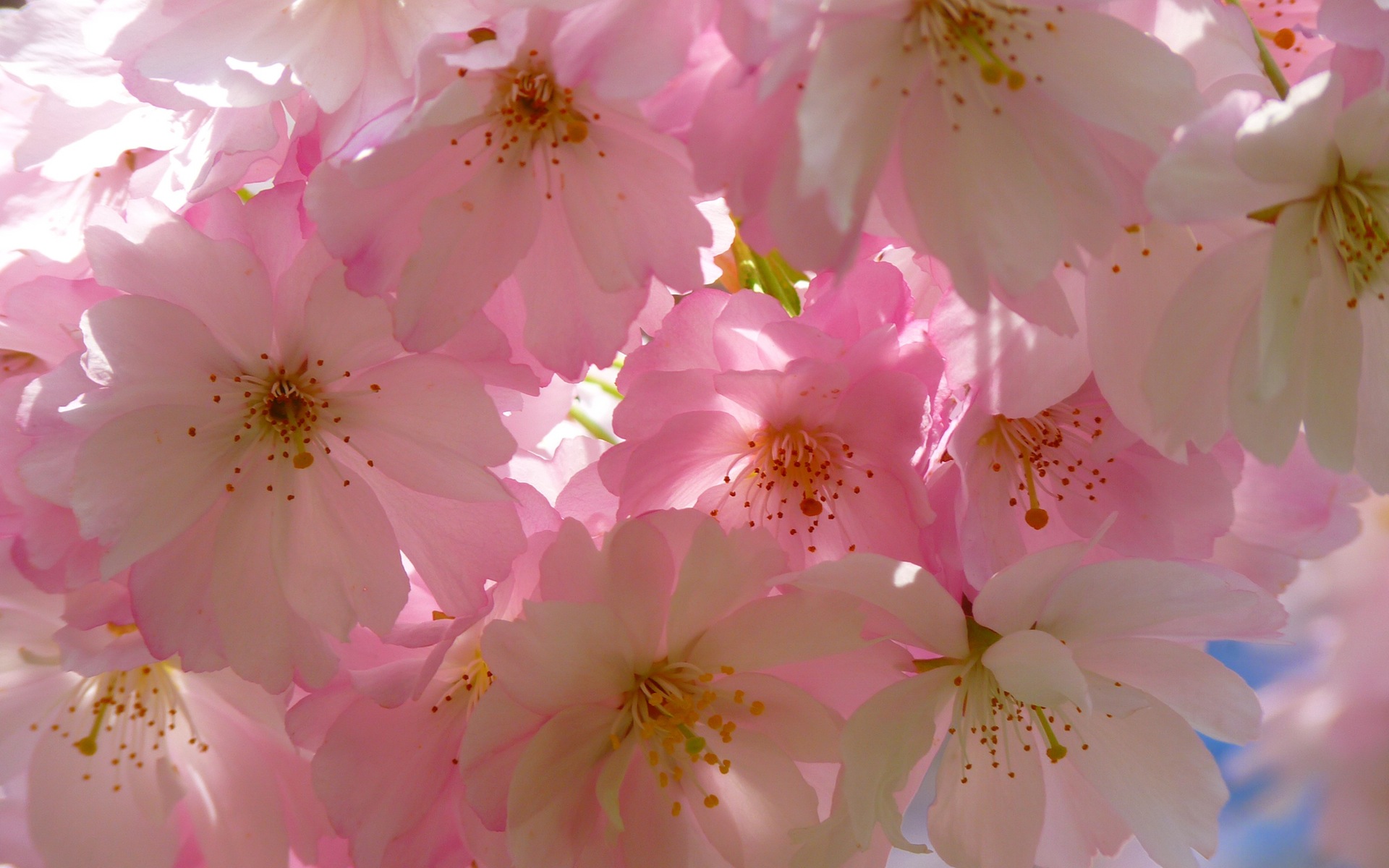white and pink flowers wallpaper background