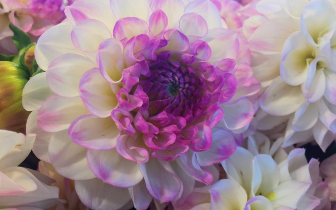 white and purple flower wallpaper background