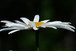 white daisy close up 4k wallpaper background
