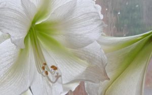 White Lily Flower Wallpaper
