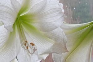 white lily flower wallpaper