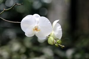 white orchid wallpaper background