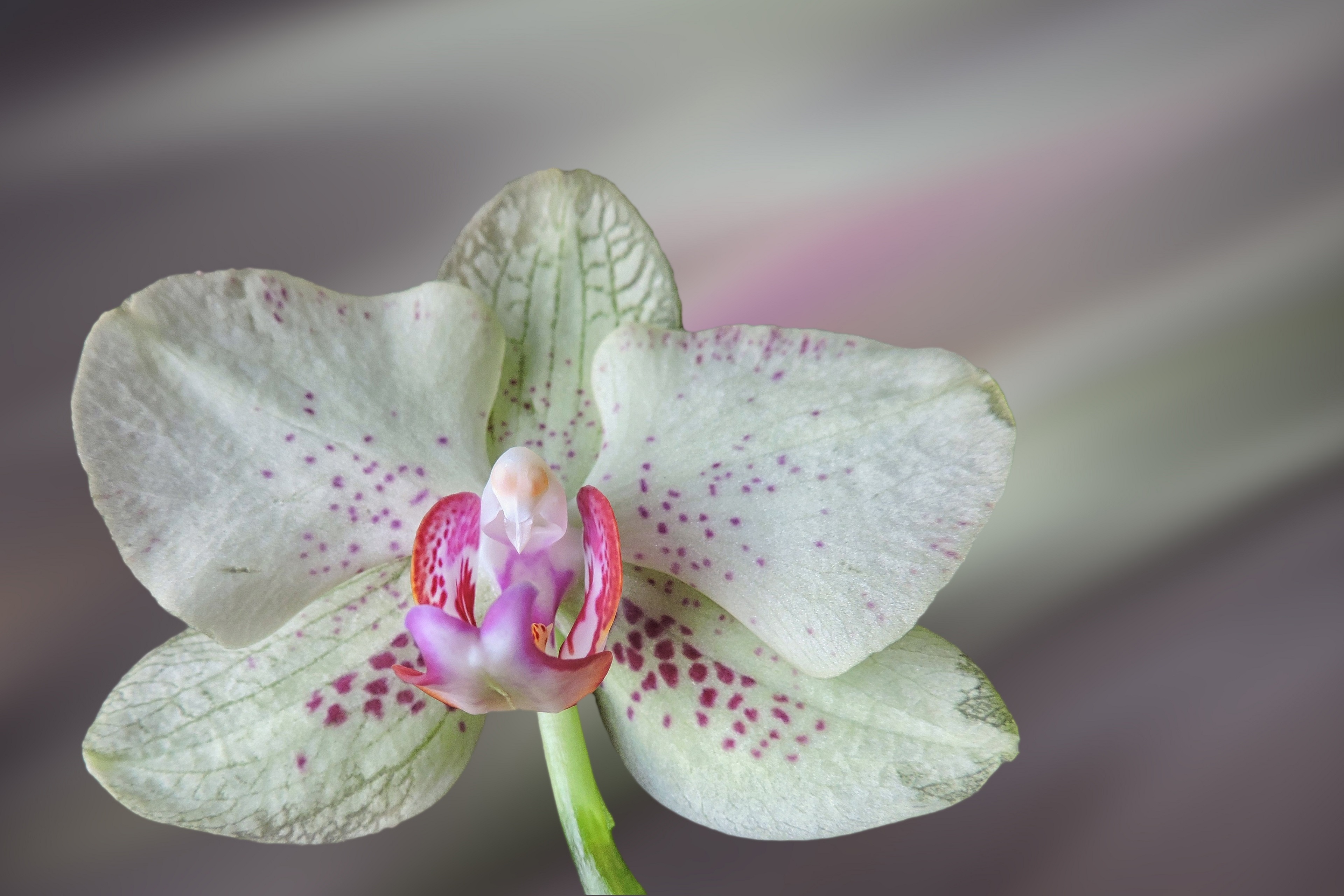 white orchid wallpaper 4k background