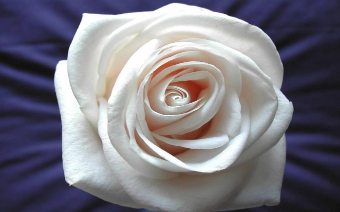 white rose hd wallpaper background images wallpapers