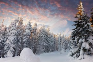 winter trees wallpaper background images wallpapers