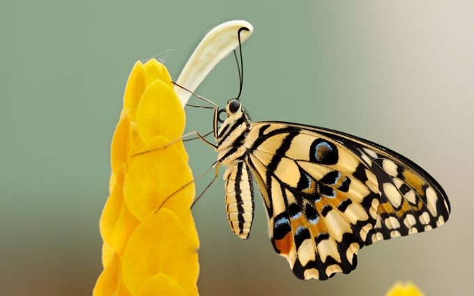 yellow butterfly wallpaper background
