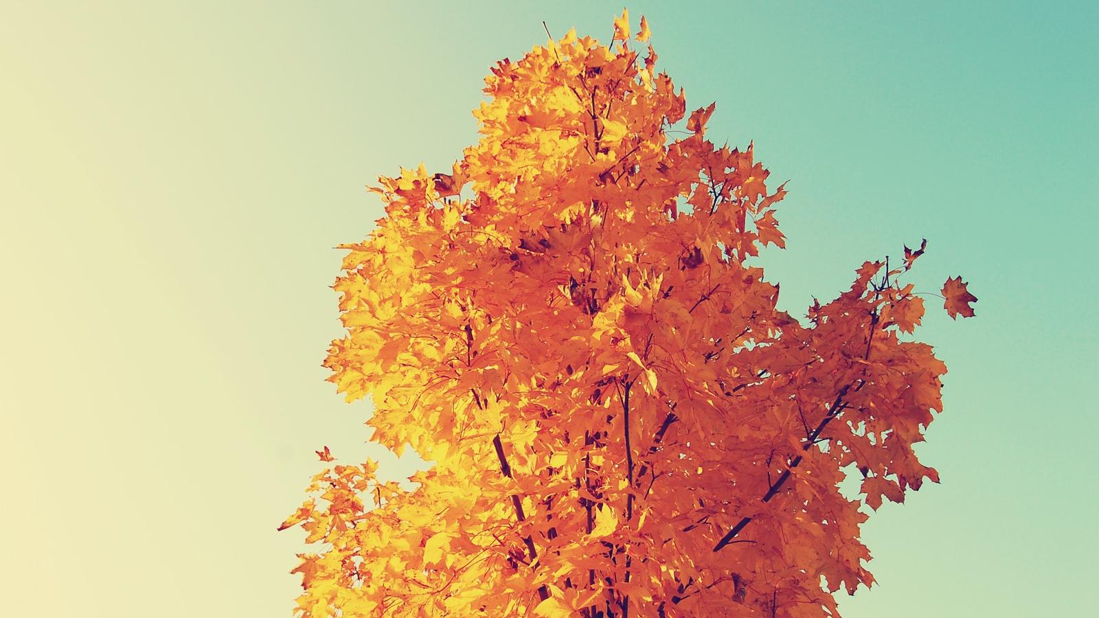yellow leaves tree wallpaper background