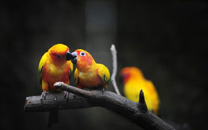 yellow parrots wallpaper background