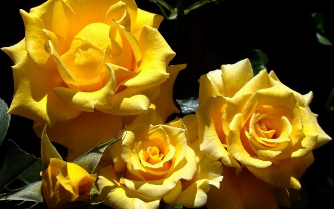 yellow roses wallpaper background