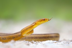 yellow snake wallpaper background images wallpapers